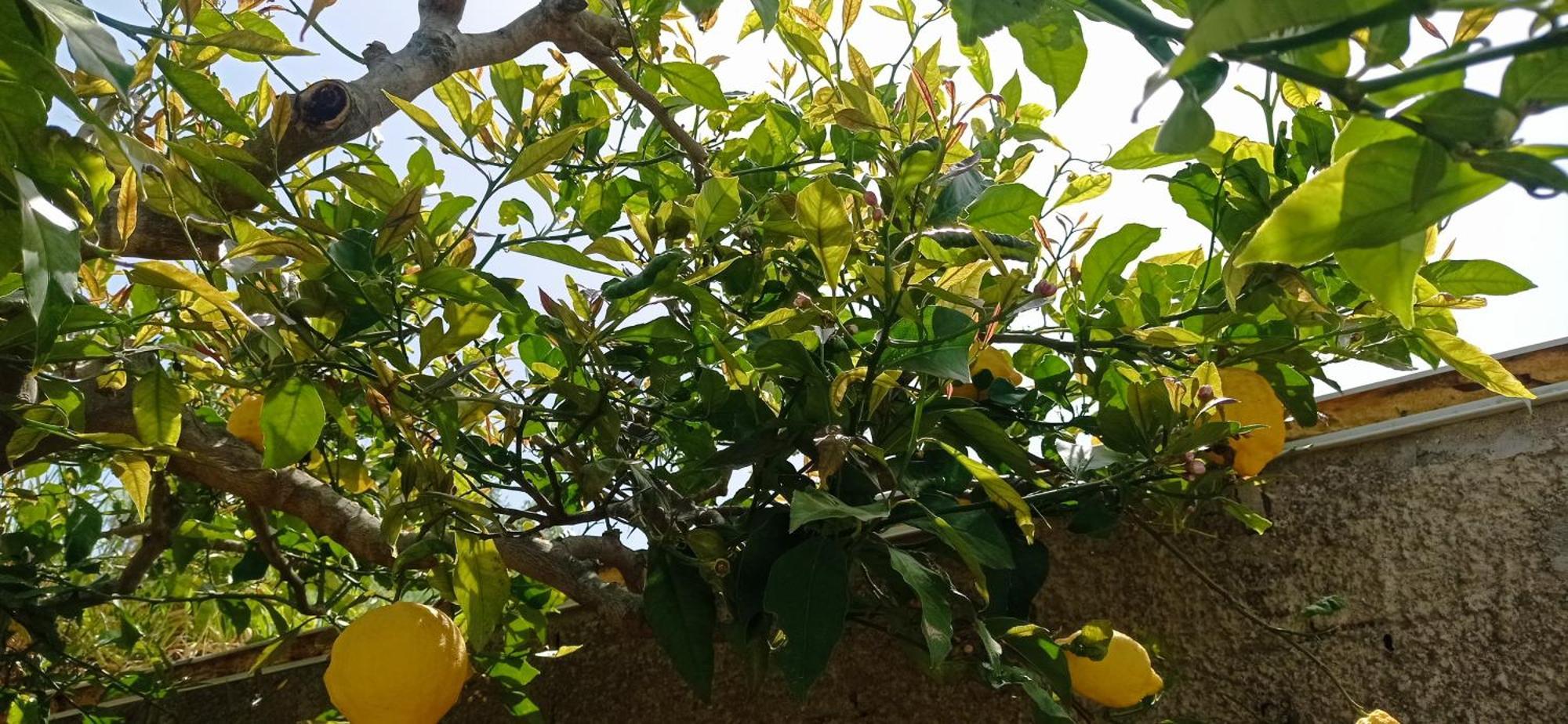 Apartamento La Pica Marina Anacapri Exterior foto